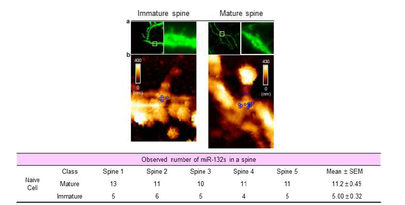 Mature 및 immature 단일 수상돌기 소극체 내 miR-132 고해상도 시각화 결과