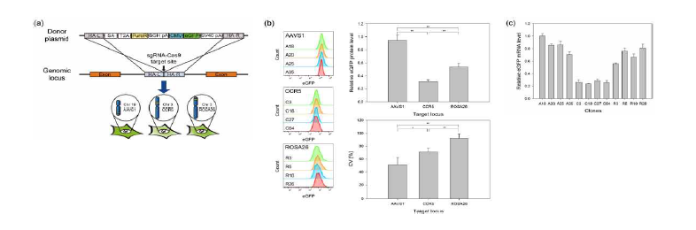 위치 특이적 삽입을 활용한 GFP 발현 HEK 세포주 구축 및 유전자 발현 비교 분석