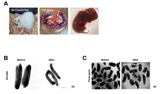 쥐 (Rat) 배아 및 생식선 분리. (A) SD 암컷 쥐 (Rat) (왼쪽), 임신 15일째 자궁 (가운데), 15.5 dpc 배아 (오른쪽). (B) 15.5 dpc 배아로부터 분리된 생식선 및 중신을 제거한 생식선. (C) Trans-well에 올려진 3등분으로 분리된 쥐 생식선