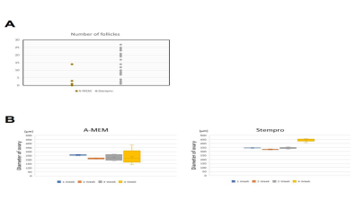 쥐 난포 형성 효율비교. (A) a-MEM 배양액과 StemPro 배양액에서 배양된 쥐 난포 개수. (B) a-MEM 배양액과 StemPro 배양액에서 배양된 체외 쥐 난소 크기 비교