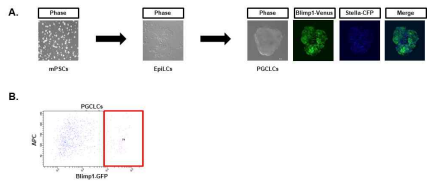 생쥐 만능성 줄기세포로부터 체외 원시생식세포 분화 기술 확립. (A) 생쥐 만능성 줄기세포(왼 쪽), 배반엽유사세포(가운데), 원시생식세포(오른쪽)으로 분화, (B) 유세포분리기를 통해 Blimp1 발현 세 포 분리