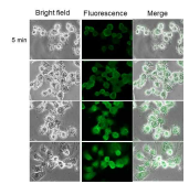 Effects of FITC-conjugated hMTERF2-ts on the membrane affinity and transmembrane activities