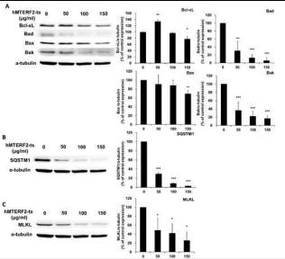 The expression of proteins related to apoptosis, autophagy, and necrosis was analyzed in hMTERF2-ts treated Panc-1 cells