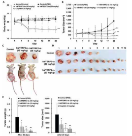 . Panc-1 cells were xenografted into nude mice to construct a xenograft model