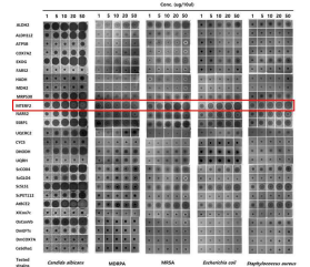 Antimicrobial activities by concentration of 26 synthesized MTSs against C. albicans, MRSA, MDRPA, E. coli, and S. aureus determined by a radial diffusion assay