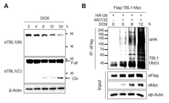 DOX 유래 TBL1 cleavage 와 불안정화