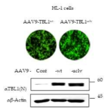 AAV-TBL1, -TBl1uclv 발현