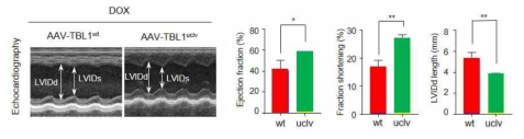 AAV9-TBL1wt, -TBL1uclv 투여 마우스간 ECG 비교 (unpublished data)