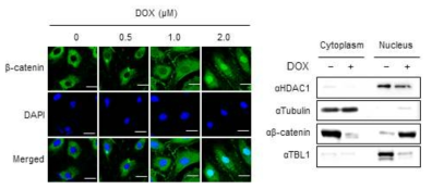 DOX에 의한 β-catenin 단백질의 세포내 위치 변화 (Unpublished data)