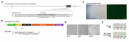 TBL1tv knock-in을 위한 CRISPR-CAS9 system 도입 및 sanger sequencing 결과 (unpublished data)