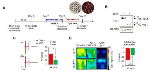 DOX 처리 후 TBL1변화에 따른 iPSC-CM의 기능 관찰 (unpublished data)