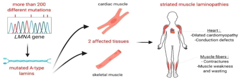 Striated muscle laminopathies: from genotype to phenotype (Cardoso D and Muchir A., Cells, 2020)