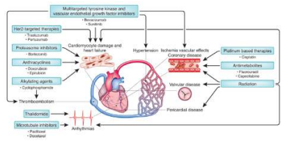 항암제에 의한 심장·심혈관독성