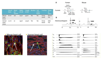 사람과 마우스 심장의 차이