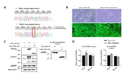 TBL1 construct 제작을 위한 sequencing 결과 (A), virus 제작 후 innoculation을 통한 efficacy 확인 (B), western blott assays 및 in vitro translation을 통한 발현 확인 (C), 그리고 cyclohexamide 처리 후 qRT-PCR을 통한 TBL1 안정성 비교 (D) (unpublished data)