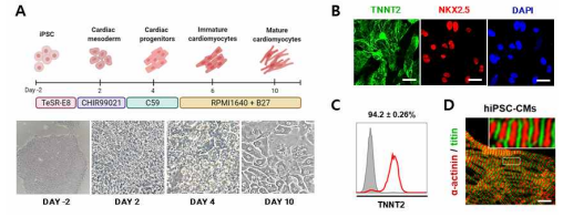 사람유도만능줄기세포 유래 심근세포 (hiPSC-CM) 제작 및 마커 확인 (unpublished data)