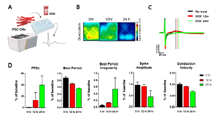 MEA system을 활용한 Doxorubicin 유도 cardiotoxicity에 대한 hiPSC-CM의 기능 변화 평가 (unpublished data)