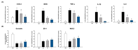 Intestine에서 염증성 사이토카인의 발현량 변화 및 밀착연접(tight juction) 관련 바이오마커 확인 (A)COX-2, iNOS, TNF-α, IL-1β, IL-6 (B) Occludin, ZO-1, MUC2
