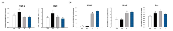 Neuro-inflammatory 사이토카인의 발현량 변화 및 뇌 관련 바이오마커 확인 (A) COX-2, iNOS (B) BDNF, Bcl-2, BAX