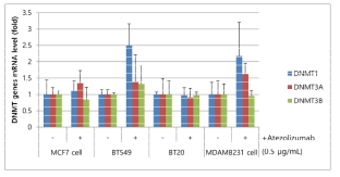 삼중음성 유방암 세포주에서 면역관문억제제 (Atezolizumab) 처리 후 DNMT1, DNMT3A, DNMT3B의 발현 양상