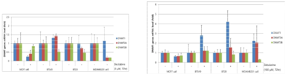 삼중음성 유방암 세포주 (MDA-MB-231, BT-549, BT 20)에서 Decitabine과 Zebularine 처리 후 DNMT1, DNMT3A, DNMT3B의 발현 양상