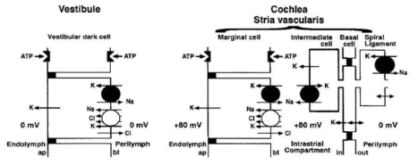 혈관조의 변연세포와 전정의 암흑세포의 세포 모델. 두 세포는 비슷한 기전으로 K+이온을 내림프공간으로 분비하여 두 공간의 항상성을 유지하고 내부 전위를 유발시킨다