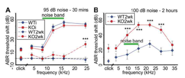 ATP 수용체 유전자를 제거한 마우스에서 소음 노출 후, 정상 대조군에 비해 청력이 저하됨