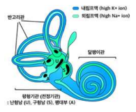 전정기관의 구조