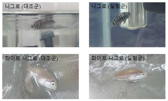 니그로 및 화이트 니그로를 이용한 관상에 체색 개선 효과 검증