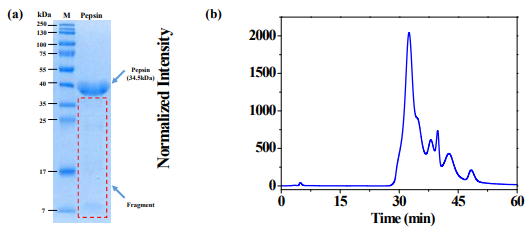 Biophysical characterization of pepsin protein in solution. (a) SDS-PAGE electropherograms of pepsin in solution (M: molecular weight size marker). (b) HPLC chromatogram of pepsin in solution