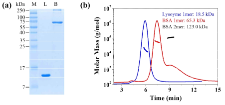 Biophysical characterization of lysozyme and BSA proteins in solution. (a) SDS-PAGE electropherograms of lysozyme and BSA in solution (M: molecular weight size marker, L: lysozyme, B: BSA). (b) AF4-MALS for lysozyme and BSA in solution. The thick lines represent the estimated molecular weight according to the Zimm mode