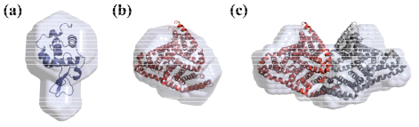 Structural models of (a) lysozyme monomer, (b) BSA monomer, and (c) BSA dimer model proteins in solution. PyMOL was used for surface rendering in the structural model. To compare the overall shapes and dimensions, the ribbon-shaped crystal structures of lysozyme and BSA were superimposed onto the reconstructed DAMMIF models (NSD = 1.501 for (a), NSD = 2.161 for (b), and NSD = 2.093 for (c))