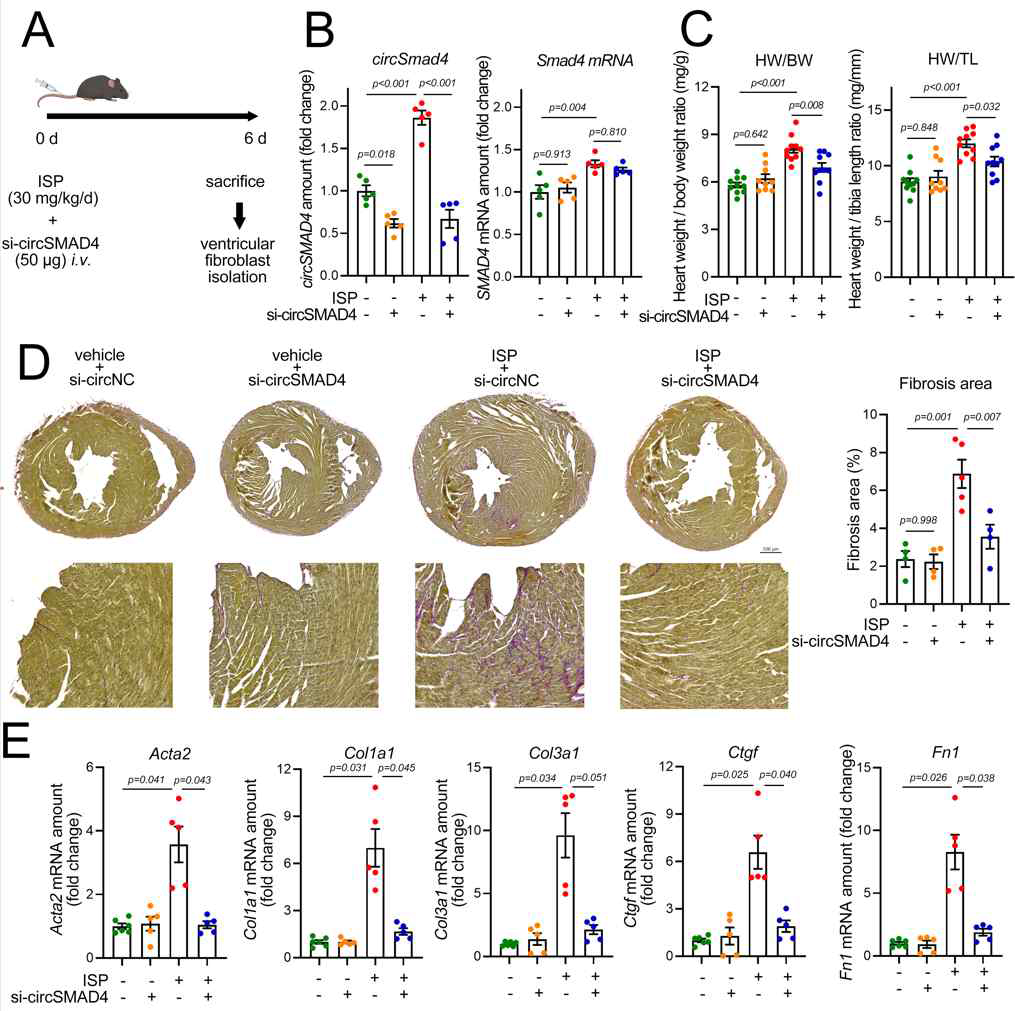 발굴된 circSmad4의 si RNA를 제작하여 생쥐 심장비대 모델을 유발한 후 정맥주사하면 왼쪽 그림과 같이 심장 섬유화가 현저히 억제되며 섬유아세포 분화 인자들의 발현을 감소시킴