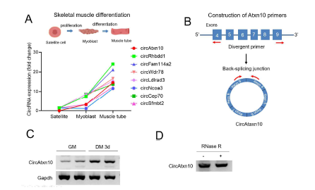 골격근육 분화 조절 중 신규 원형 RNA발굴 연구 디자인과 circAtxn10의 발굴 및 골격근육 분화 과정 중 발현 변화