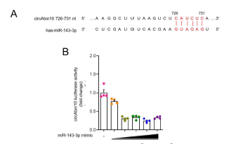 circAtxn10의 표적 마이크로 RNA로서 miR-143-3p발굴과 이의 시퀀스 특이적 luciferase활성 억제