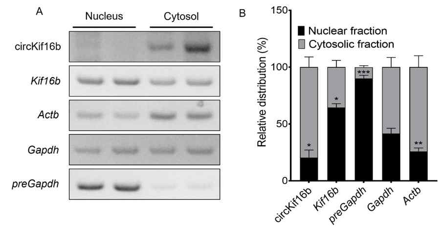 circKif16b는 주로 심근세포의 세포질에 존재함