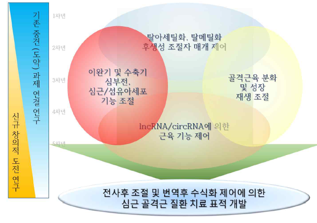 연구의 추진체계. 2018년 이전에 본 연구진이 수행해 오던 중견 (도약) 및 중견후속과제에서 얻은 결과를 더욱 심화시키는 연구로서 심장에서 HDAC2, pCAF, 그리고 탈메틸화효소로서 지금까지 근육내 기능이 전혀 알려져 있지 않은 KDM2B에 의한 번역후 수식화 조절 연구를 수행하였음. 또한 본 연구진은 신규 연구주제로서 심근과 골격근에서의 lncRNA와 circRNA에 의한 기능조절을 연구하여 전사후 조절 (신규 창의적 도전연구) 및 번역후 수식화 제어 (기존 중견과제 연결 연구)에 의한 심근 골격근 질환 치료 표적 개발을 수행하였음