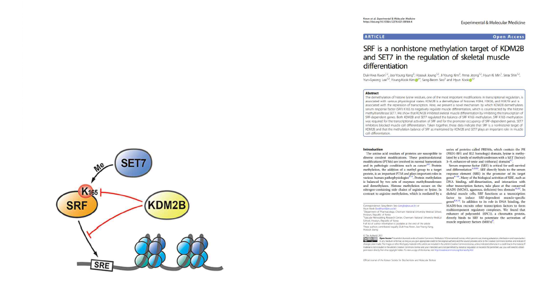 KDM2B와 SET7에 의한 SRF의 메틸화 조절 및 이에 의한 골격근육 분화 (좌)와 해당 논문 (우)