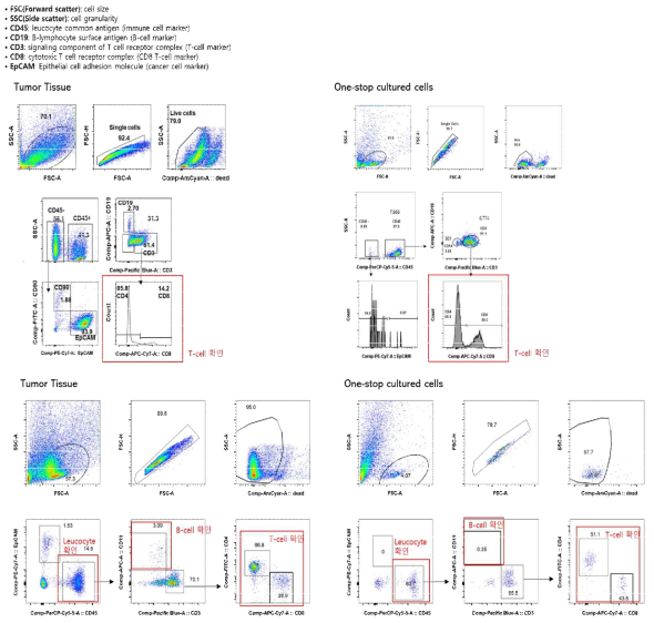 본래 조직과 개발된 방식으로 분리 배양된 샘플들에 함유된 T-cell 조사 결과 (위; 샘플번호 P532)와 T-cell을 포함한 면역세포를 조사한 결과 (아래; 샘플번호 P533)