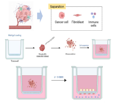 암 조직을 이용한 암 오가노이드, 섬유아세포, 면역세포 원스톱 분리 배양 시스템