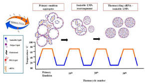 냉각-가열 사이클의 단순변화에 의한 열순환 siRNA-ionizable LNPs의 나노입자화 도식도