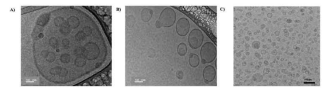 열순환 기술로 제조한 siRNA-ionizable LNPs의 Cryo-TEM 이미지. 1차 에멀젼 응집체는 siRNA-LNPs의 캡슐화 없이 응집된 입자를 보여주었으며 최적화된 열순환 기술 siRNA-inonizable-LNPs는 비정질 전자 밀도 코어를 가진 구형 모양을 나타냄