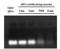 열순환 siRNA-ionizable LNPs의 안정성: 캡슐화된 siRNA는 초음파 처리 6분까지는 안정적인 것으로 나타났으나 초음파 처리 시간이 증가함에 따라 siRNA는 불안정