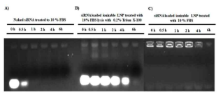 열순환 기술 siRNA-ionizable LNPs의 혈청 안정성: 10% FBS 및 37°C에서 naked siRNA는 0.5시간 이내에 파괴되는 반면 열순환 기술 siRNA-ionizable LNPs는 6시간까지 siRNA의 안정성을 유지