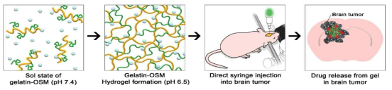 뇌종양치료를 위한 paclitaxel-loaded gelatin-OSM hydrogel 연구의 전체 개략도