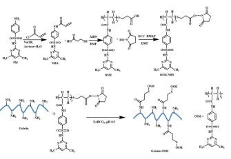 OSM-grafted gelatin hydrogels의 합성