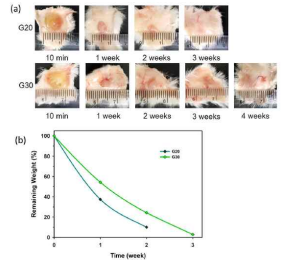 시간에 따른 gelatin-OSM 하이드로겔의 생체 내 분해. 마우스의 오른쪽 넓적다리에 25 wt%의 gelatin-copolymer 용액을 투여한 후 일주일 간격으로 하이드로겔을 관찰. G20과 G30 모두 투여 후 하이드로겔 형성이 잘 이루어졌으며, G20은 3주 후 완전히 분해된 반면 G30의 경우 4주 후 완전히 분해 되었음