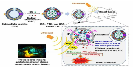 그림 21 ICG, PTX 및 SBC를 공동 탑재하는 이중 pH/US 반응 EV의 초음파 치료 작용에 대한 개략도. EV가 엔도사이토시스를 통해 암세포에 들어가면 엔도/리소좀의 산성 pH는 SBC에서 CO2 거품 생성에 의해 유발되는 파열 효과로 인해 ICG 및 PTX의 방출을 촉진. 초음파 (ultrasound, US) 조사는 세포내 ROS를 생성함으로써 초음파역학적 효과 유발 및 세포자멸사를 유발. ICG가 탑재된 EV는 광음향 (photoacoustic, PA) 이미징 신호를 생성하여 PA 이미징 유도 화학-음파역학적 조합 암 치료를 가능하게 함