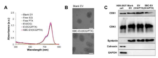 (A) blank EV, free ICG, free PTX, EV(ICG), EV(ICG/PTX) 및 SBC-EV(ICG/PTX) 샘플의 흡수 스펙트럼. (B) SBC-EV(ICG/PTX)의 TEM 이미지. (C) HEK-293T 세포 및 다양한 EV 샘플의 전형적인 엑소좀 마커(CD81, CD63 및 syntenin)의 western blot