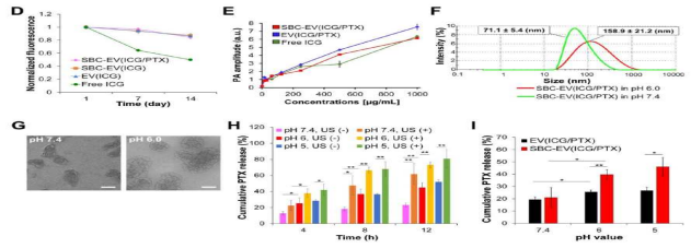 (D) 14일 동안 PBS(4°C)에서 배양 후 free ICG, EV(ICG), SBC-EV(ICG) 및 SBC-EV(ICG/PTX)의 형광 강도의 변화. (E) 다른 ICG 농도에서 free ICG, EV(ICG/PTX), SBC-EV(ICG/PTX)의 PA 진폭. (F) DLS에 의해 결정된 생리학적(즉, pH 7.4) 및 산성(즉, pH 6.0) 조건에서 SBC-EV(ICG/PTX)의 크기 변화. pH 6.0 완충액에서 48시간 동안 배양한 후, SBC-EV(ICG/PTX)는 불안정화되고 팽윤되었으며, 크기 분포가 급격히 증가. (G) 48시간 동안 pH 7.4 및 6.0 완충액에서 배양한 후 SBC-EV(ICG/PTX)의 TEM 이미지. (H) 다양한 pH 및 US(조사 1분) 조건에서 SBC-EV(ICG/PTX)로부터의 PTX 방출 프로파일. (I) 8시간의 배양 후 다양한 pH 조건에서 EV(ICG/PTX) 및 SBC-EV(ICG/PTX)의 PTX 방출 프로필